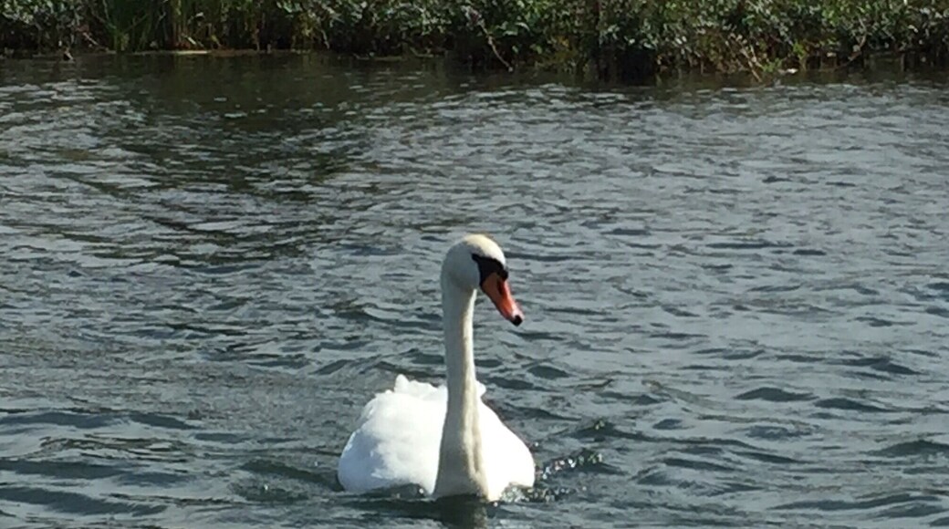 Heading up Torch River we spied several of these beauties.