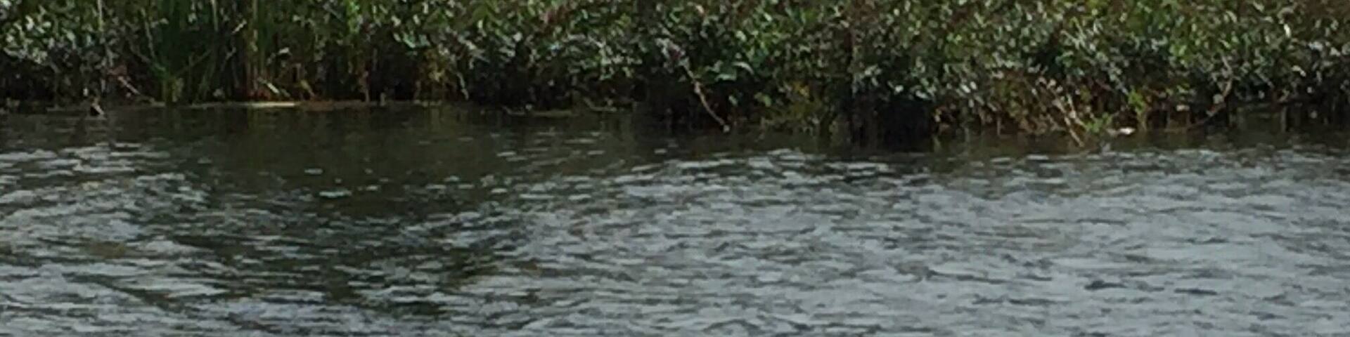 Heading up Torch River we spied several of these beauties.