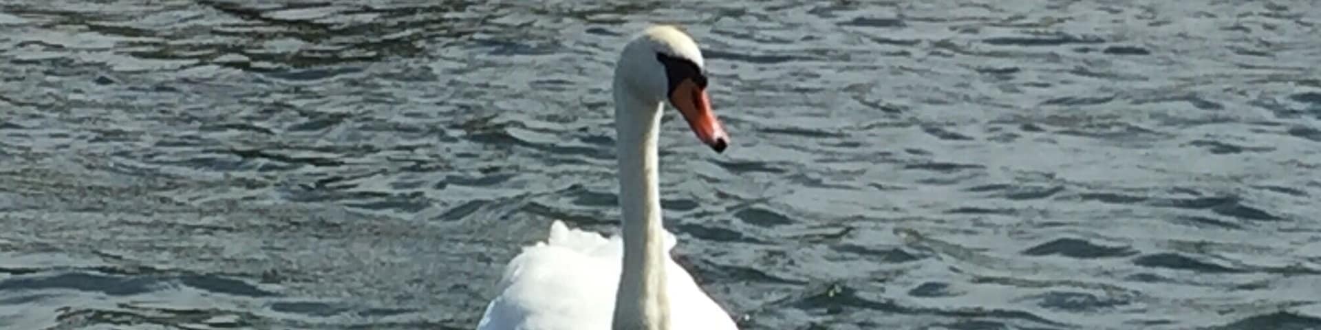 Heading up Torch River we spied several of these beauties.