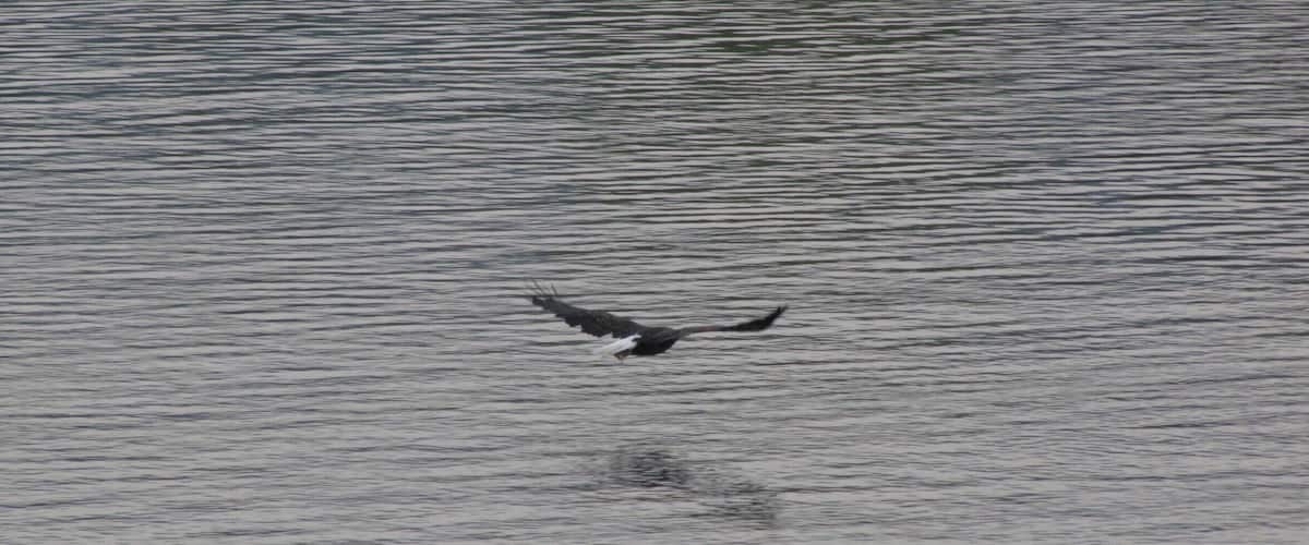 Wisconsin offer many amazing State Parks.  Perrot is right off the Mississippi river.  Got lucky with this Eagle shot :) www.FunToBeFree.com