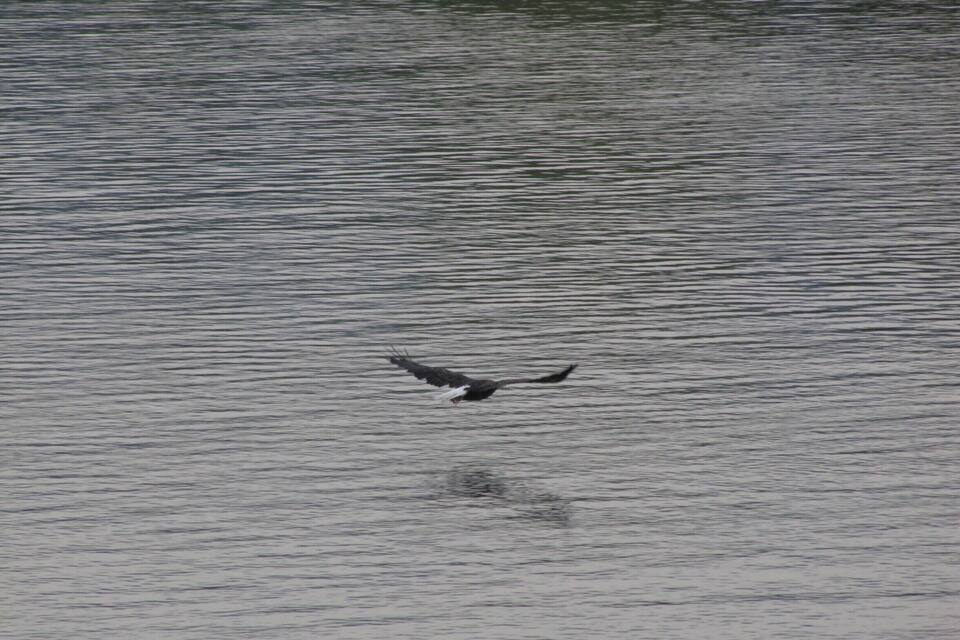 A bird flying over a calm body of water.