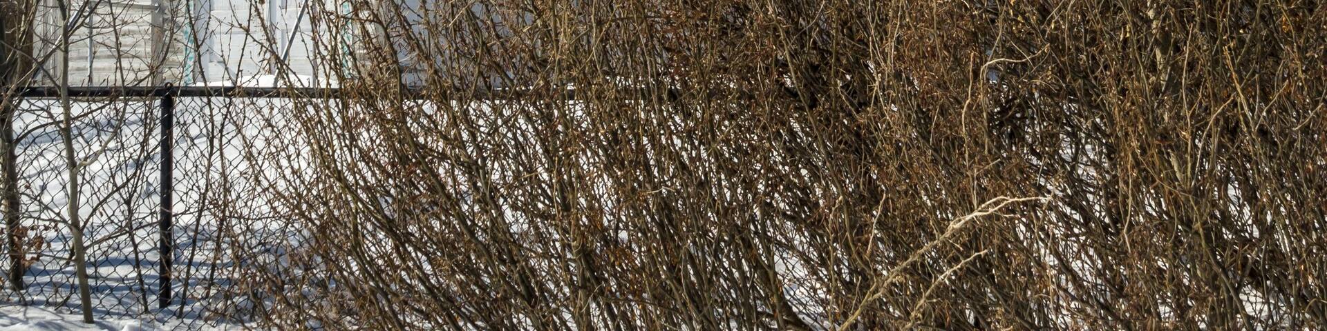 Lamont County, Alberta, Canada - Mar 2013 - Spaca Moskalyk Ukrai