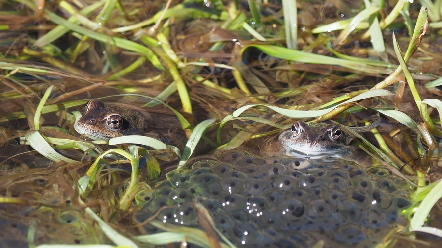 Frogs 🐸