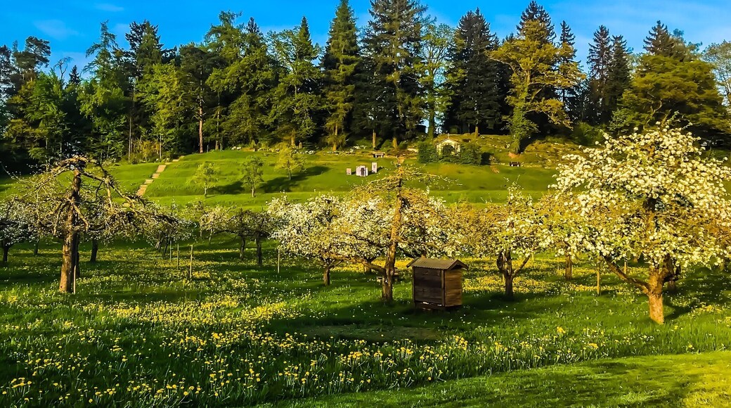 This Orchard is a Dominikus Ringeisen to establish work.