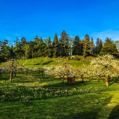 This Orchard is a Dominikus Ringeisen to establish work.