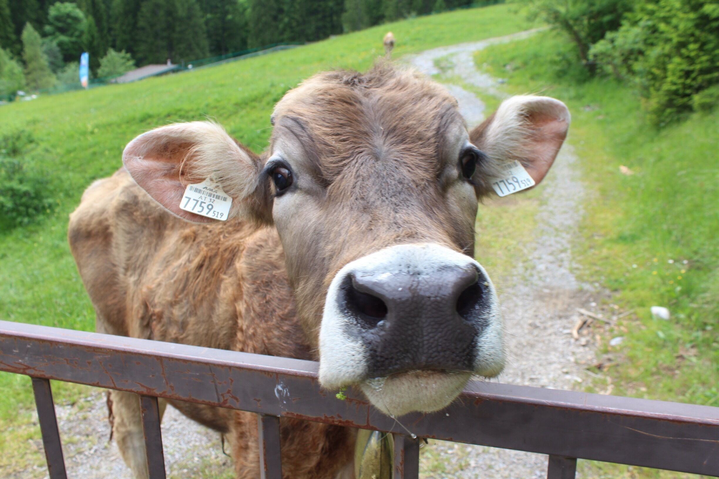Austrian cow with bell around his neck. He loved the attention!