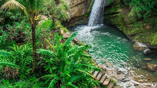 We took some time to go inland on the Island of Grenada. Unlike many topical islands that are more of a desert landscape Grenada has a lush tropical landscape. It is easy to find pineapple growing on the sides of the roads. There are so many beautiful waterfalls as you start to make your way up into the forest area!