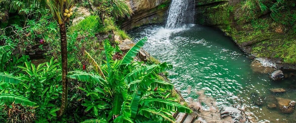 A waterfall cascading into a pool surrounded by lush greenery and a palm tree.