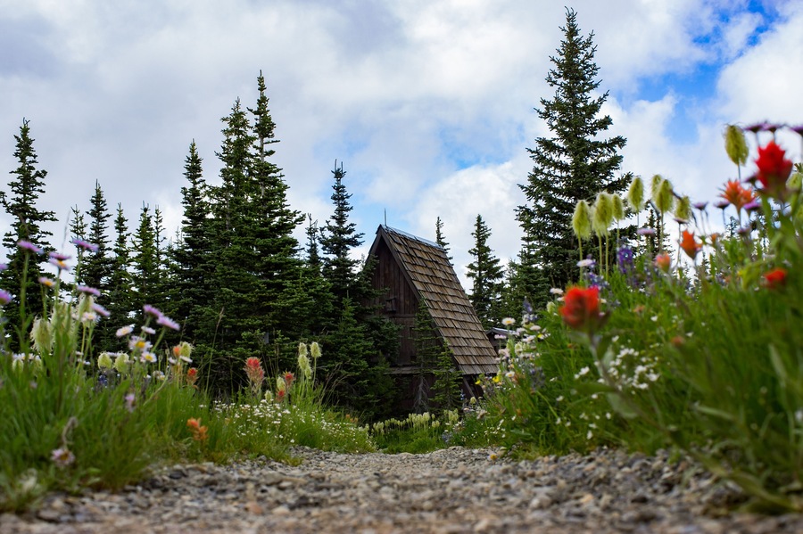 Cabin with flowers all around at Blackwall Peak parking lot in Manning Park, British Columbia, Canada