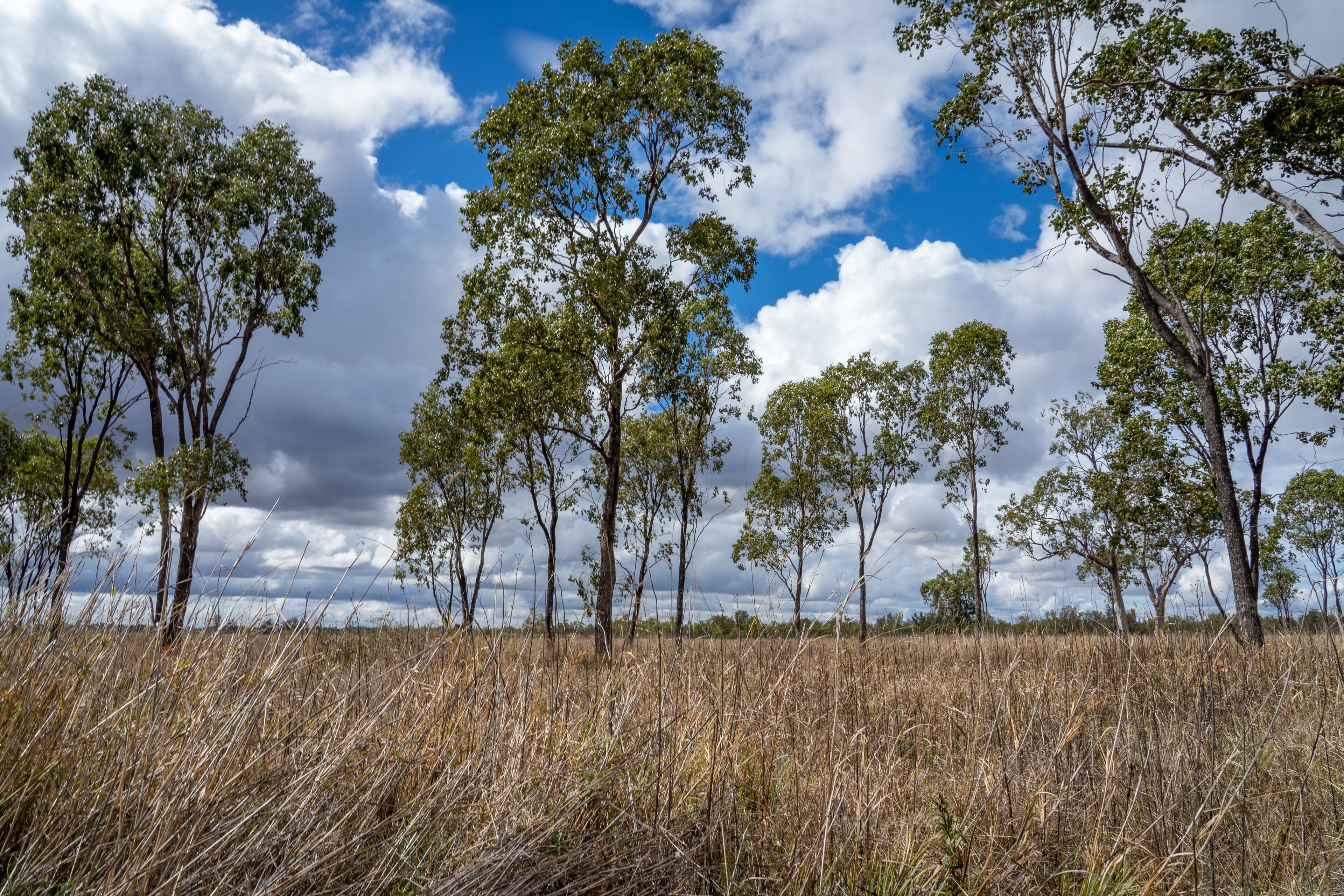 Trees in a paddock with clouds in the background