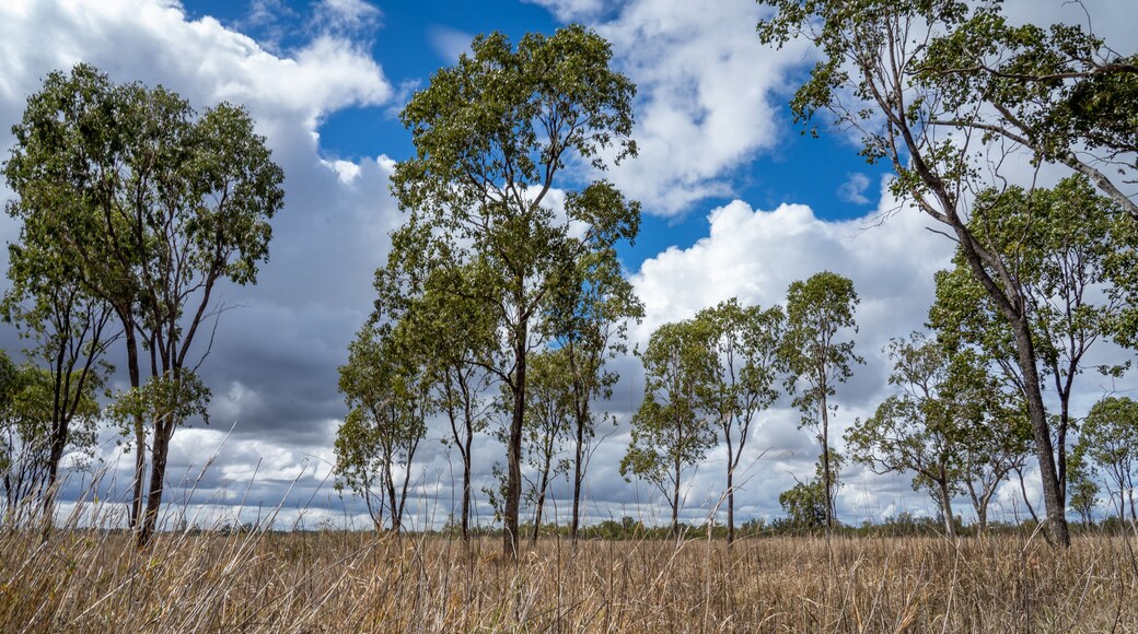 Trees in a paddock with clouds in the background