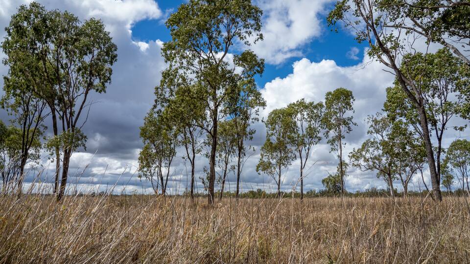 Trees in a paddock with clouds in the background