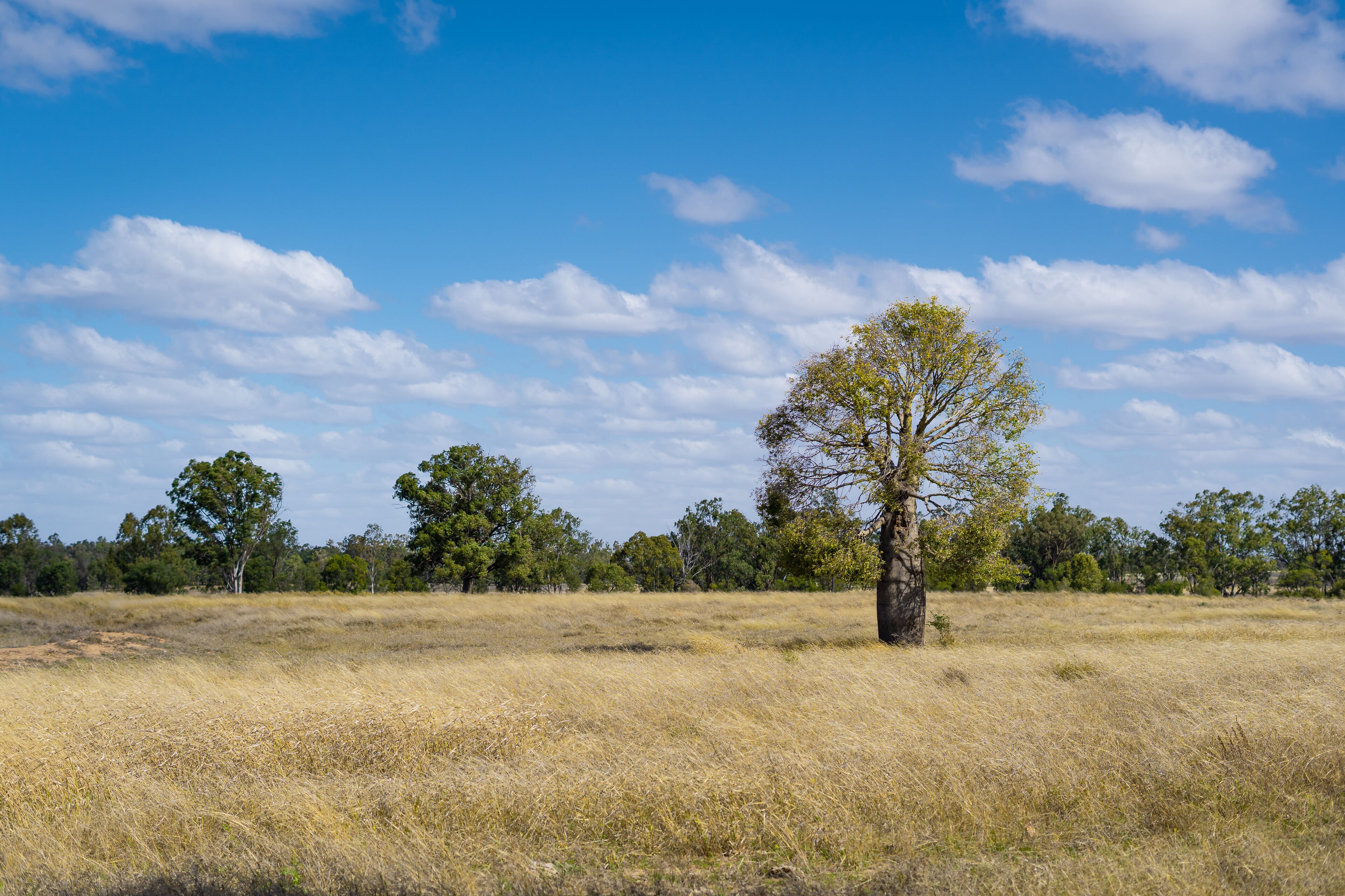 Tree landscape shots around Chinchilla, Queensland, Australia