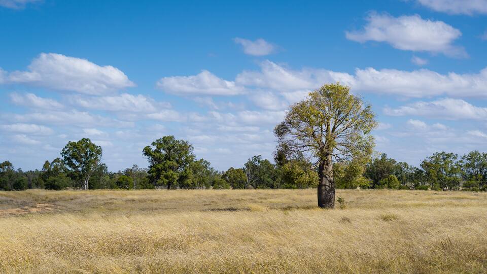 Tree landscape shots around Chinchilla, Queensland, Australia