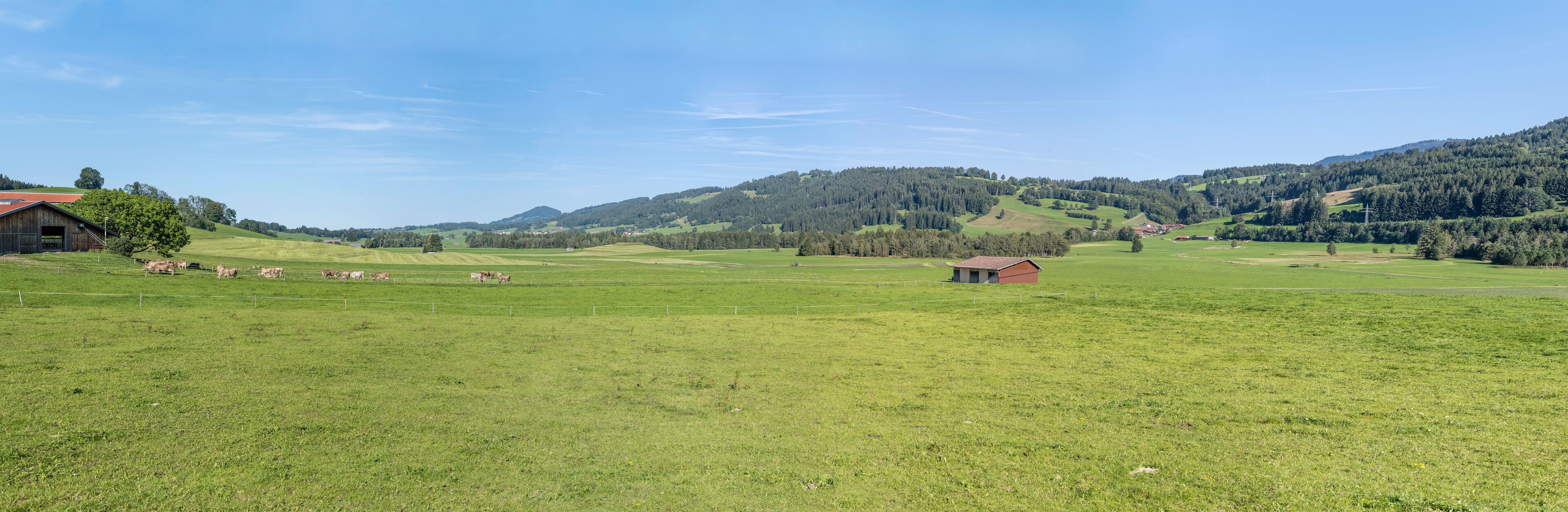 cows pasturing in green hilly countryside, near Rettenberg,  Germany