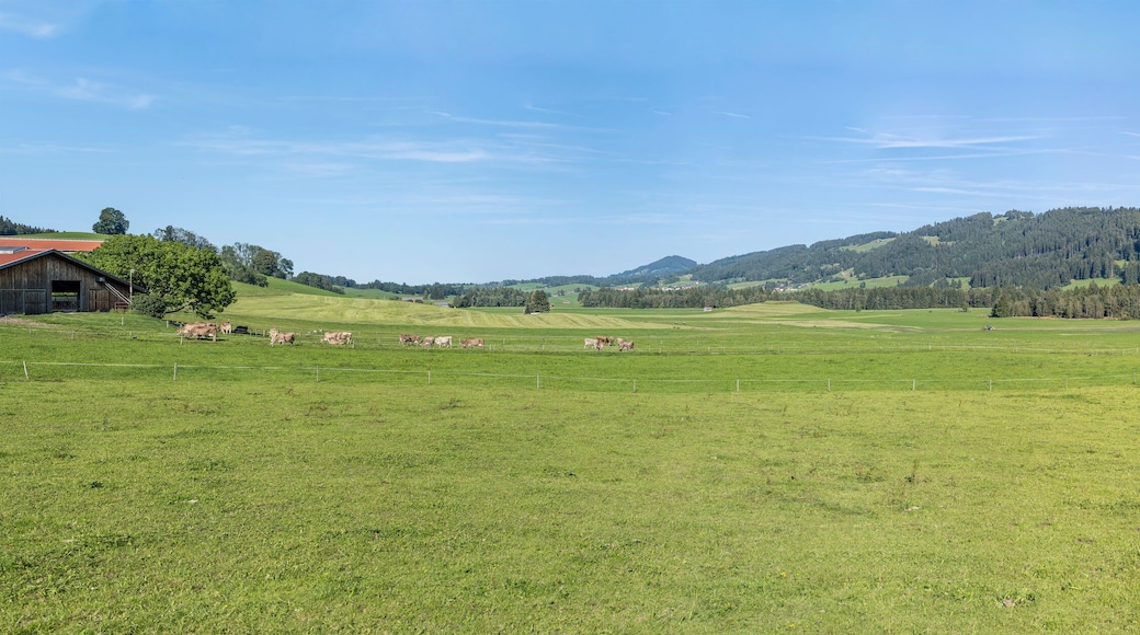 cows pasturing in green hilly countryside, near Rettenberg, Germany