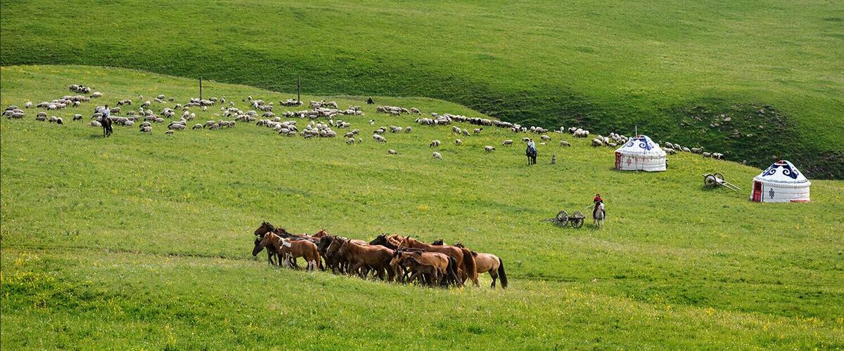 Summer to the #Wulanchabu Grassland of Inner Mongolia,China.
https://twitter.com/Beautifulgx