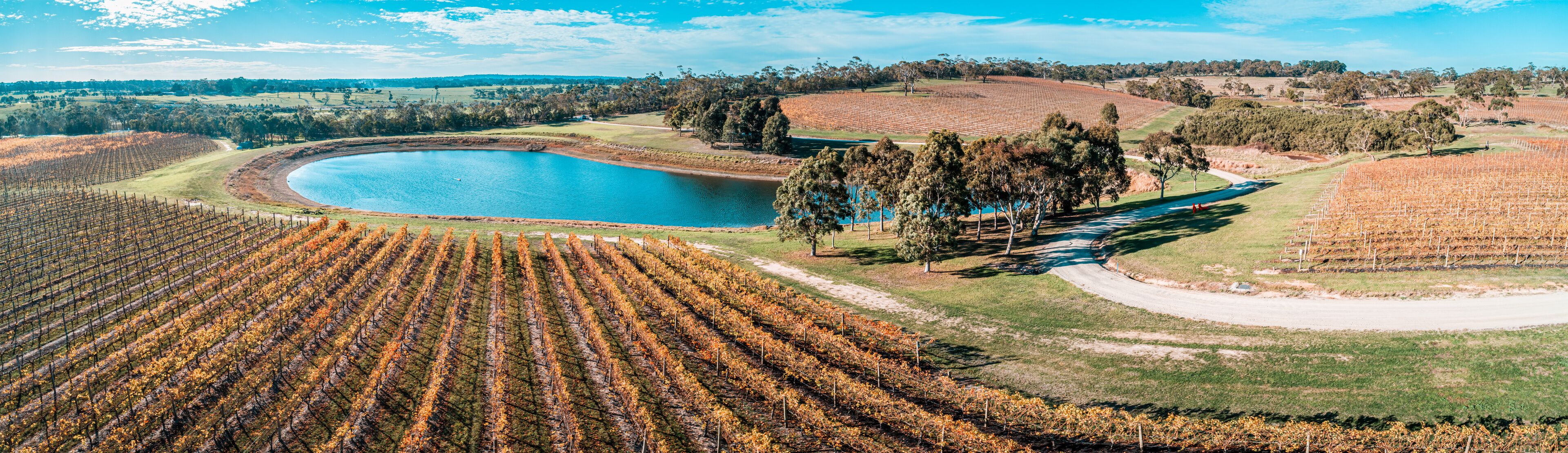 Vineyard and pond on bright sunny day in fall. Mornington Peninsula, Australia