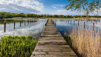 A wooden pier extending into calm water, surrounded by lush greenery and a clear sky.