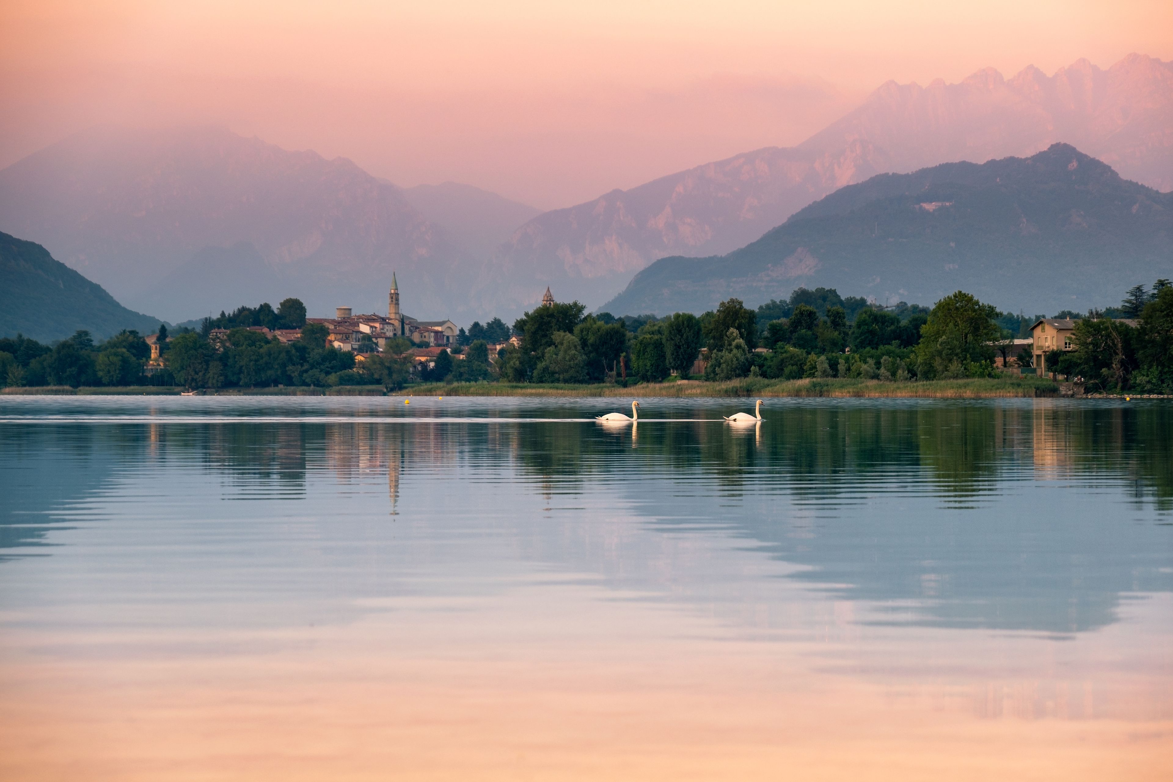 Swans in calm lake