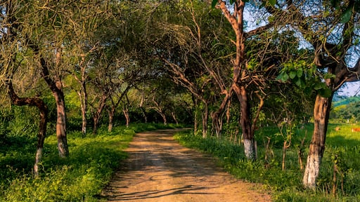 Camino rustico en Manglaralto, Ecuador