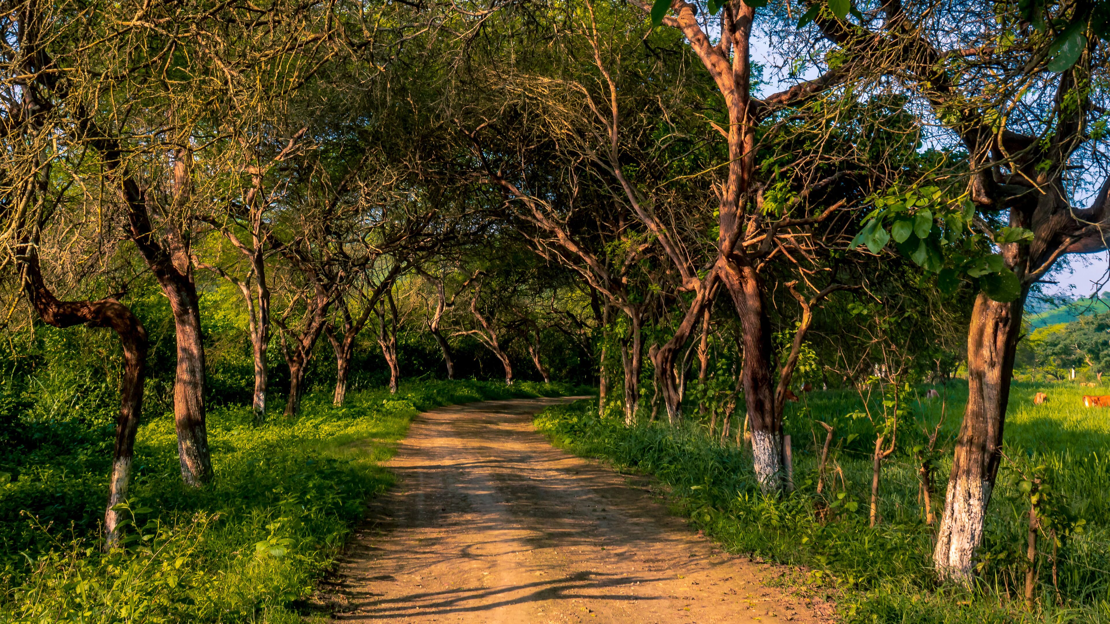 A dirt path flanked by trees in a lush green landscape.