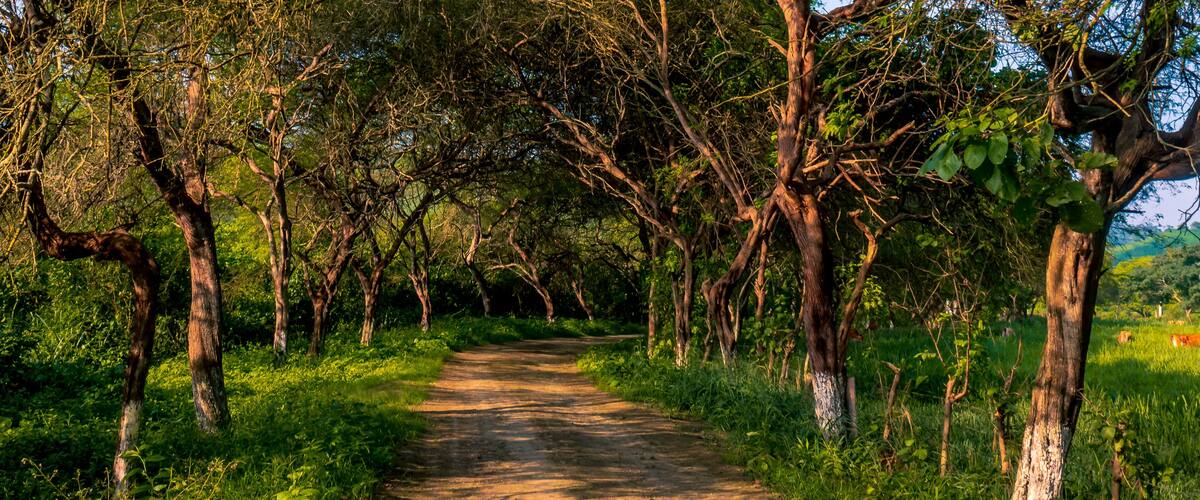 A dirt path flanked by trees in a lush green landscape.