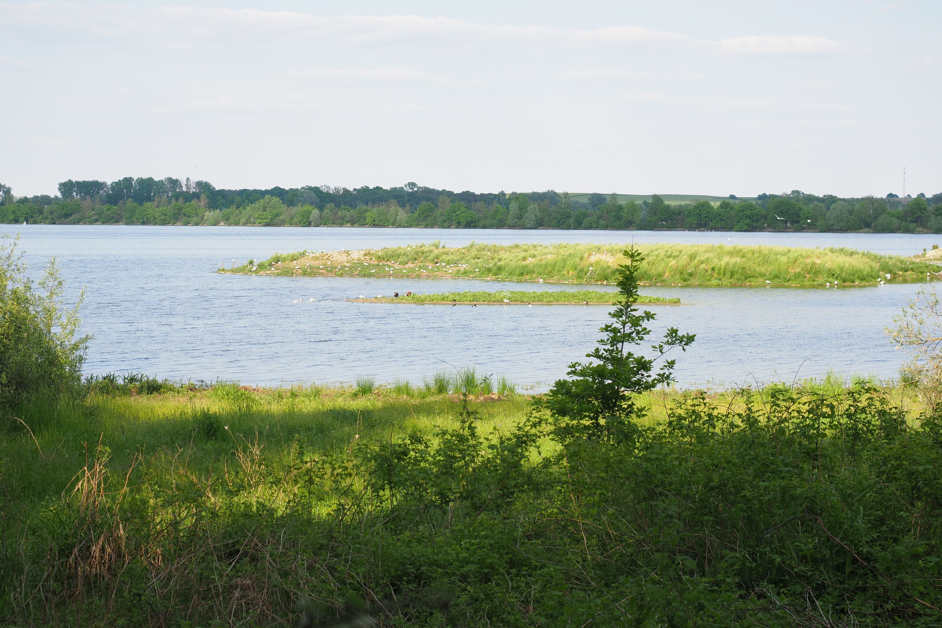 Großteich im Naturschutzgebiet Zschornaer Teichlandschaft