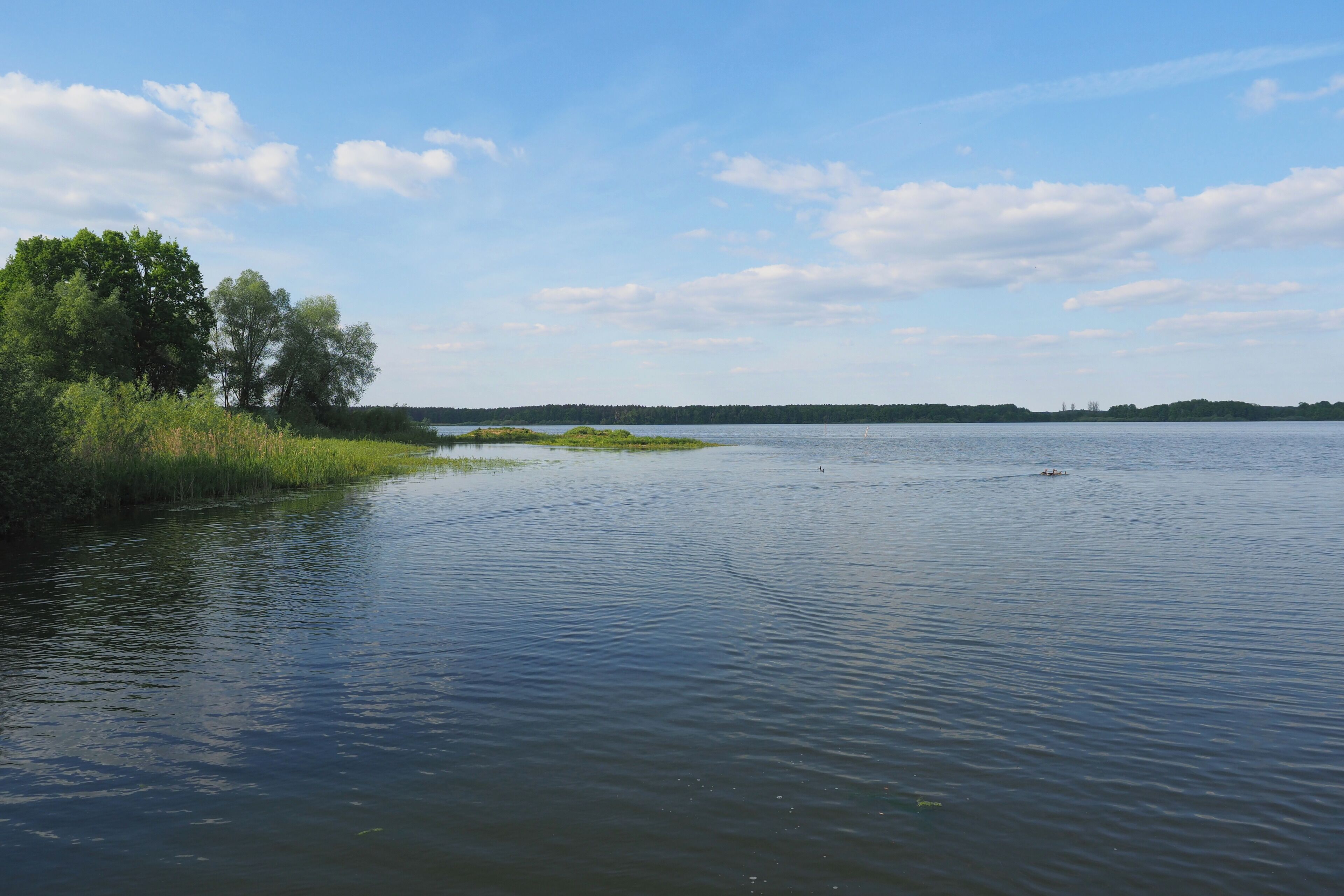 A calm lake with a grassy shoreline and trees in the background.