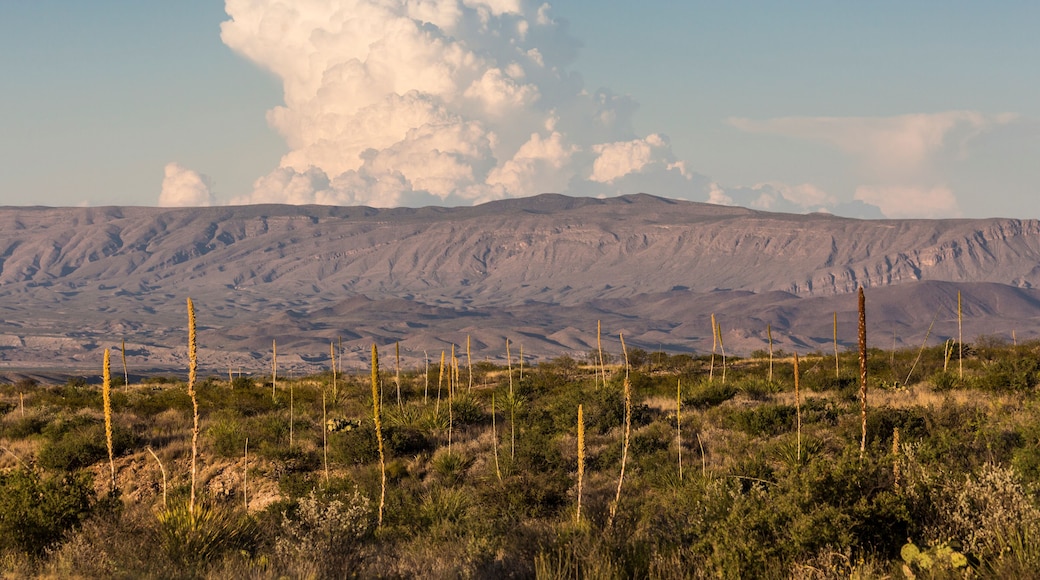 Landscape view of Big Bend National Park during the sunset in Texas.
