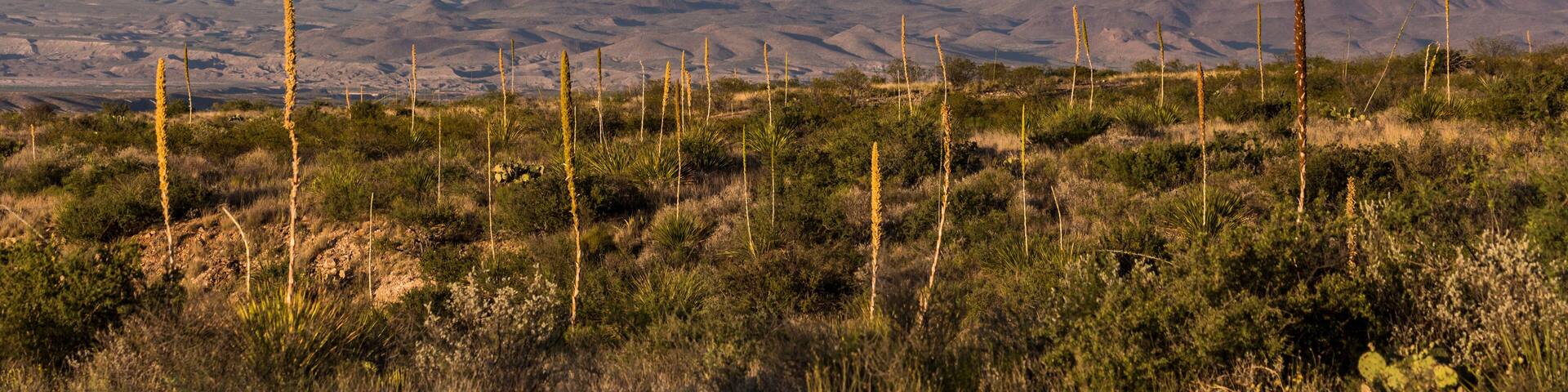 Landscape view of Big Bend National Park during the sunset in Texas.