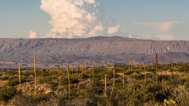Landscape view of Big Bend National Park during the sunset in Texas.