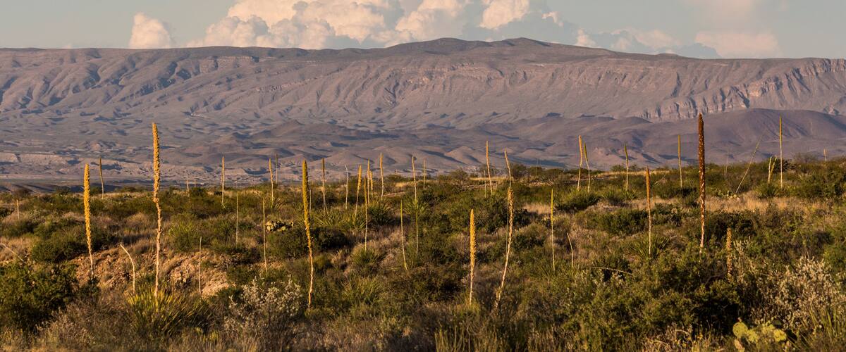 A desert landscape with sparse vegetation and distant mountains under a partly cloudy sky.
