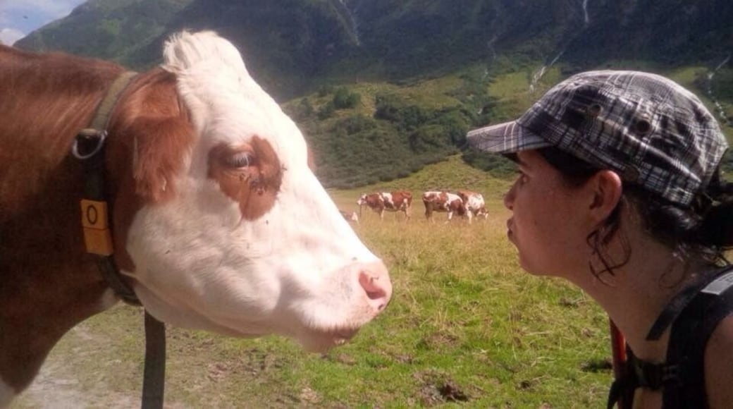 Hiking in the Alps is all about making new friends