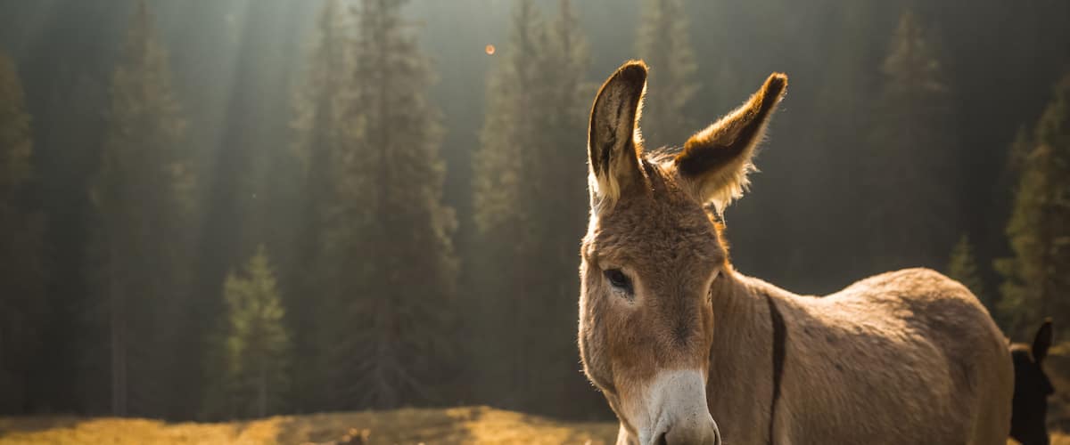 A donkey in a field with a forest in the background.