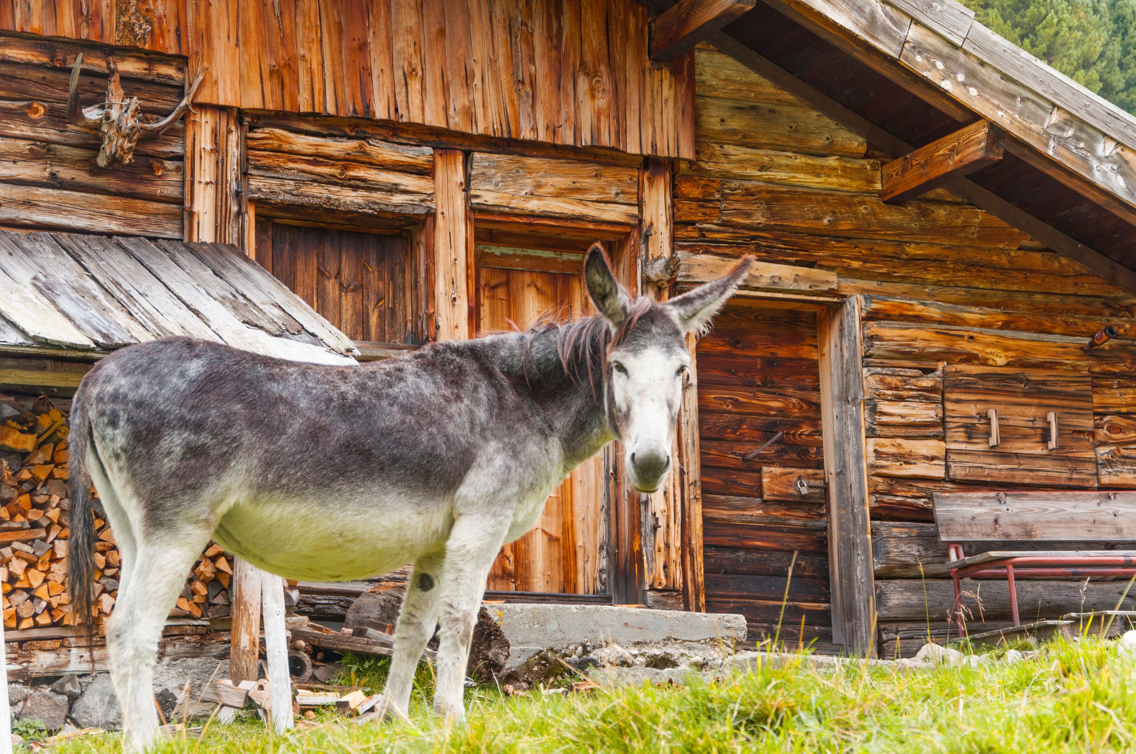 A donkey standing in front of a rustic wooden cabin with a weathered exterior and a wooden door.