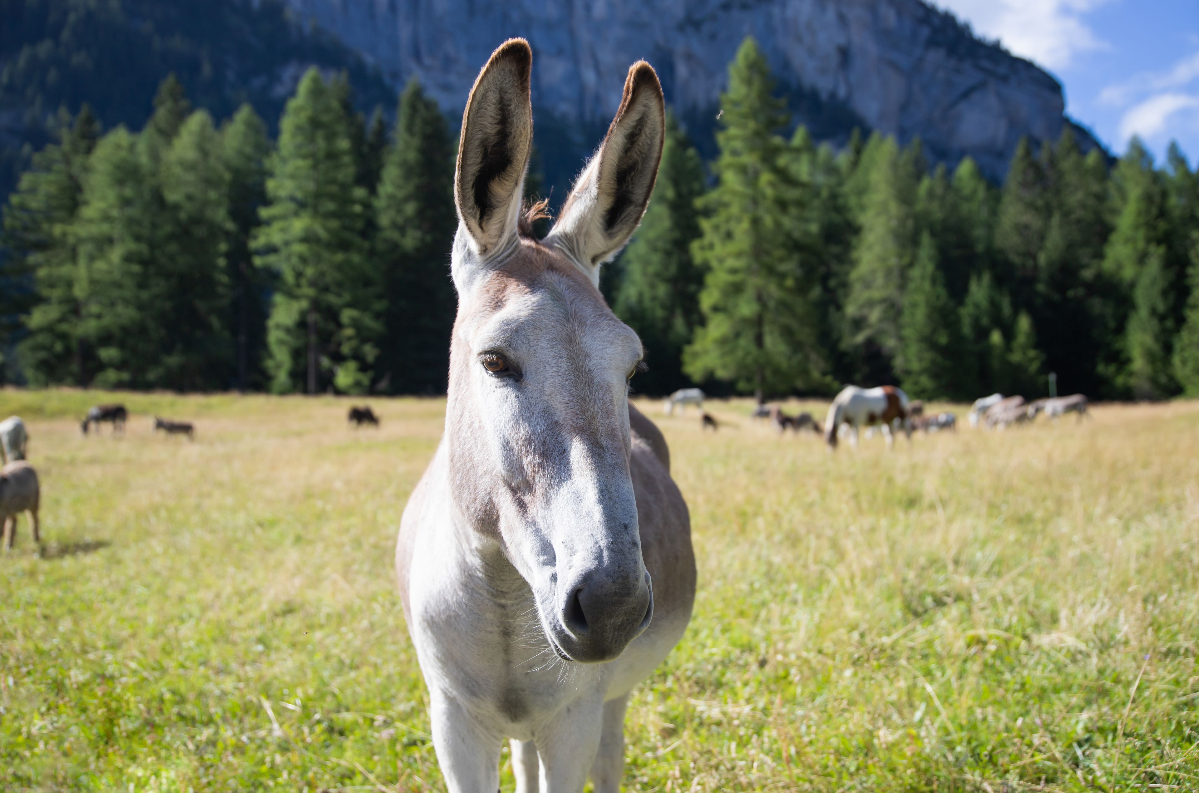 A donkey in a grassy field with a mountainous background.