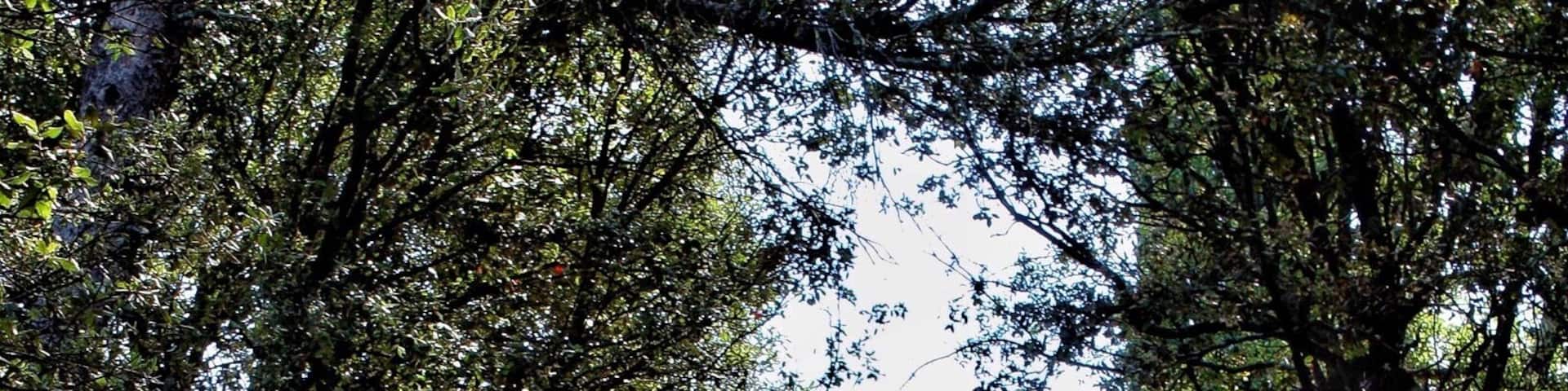 Little church that I discovered during a hike , it was built in 12ème century . We are on a hill , the view is gorgeous over the valley of Ceze river .