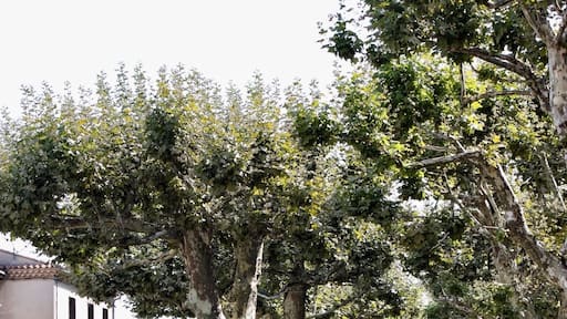 Nice village near Uzés.