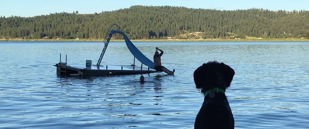 A dog on a dock by a lake with a forest in the background.