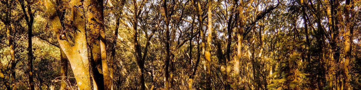 On the way to the letrines at the camping of Jilotepec, Mexico