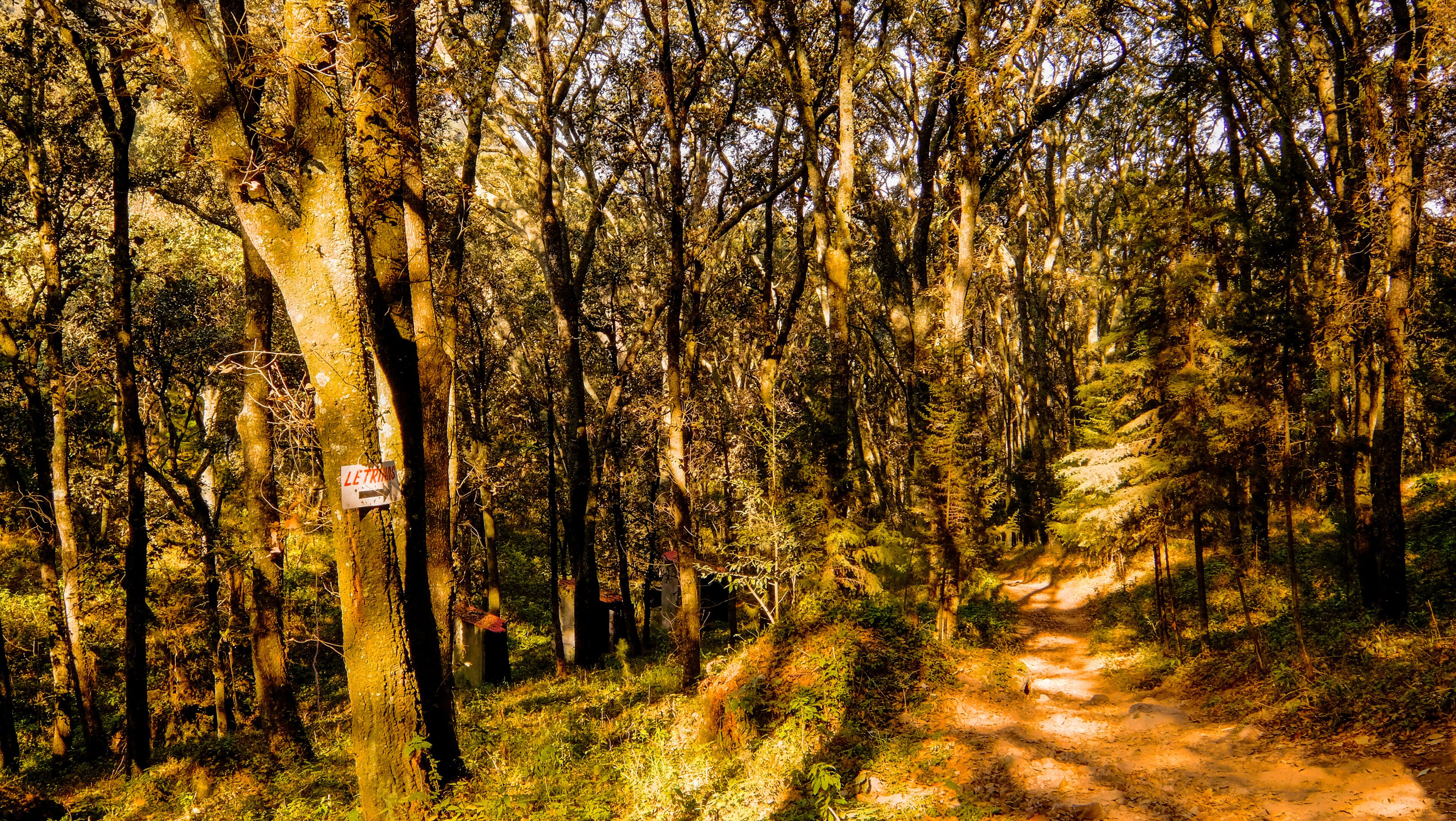 A forested area with a dirt path.