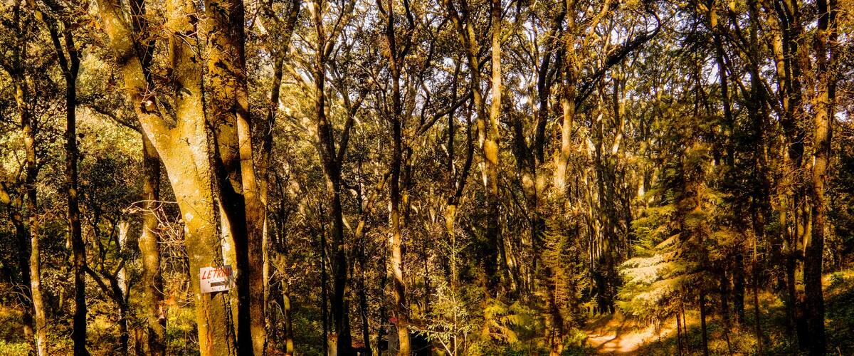 A forested area with a dirt path.