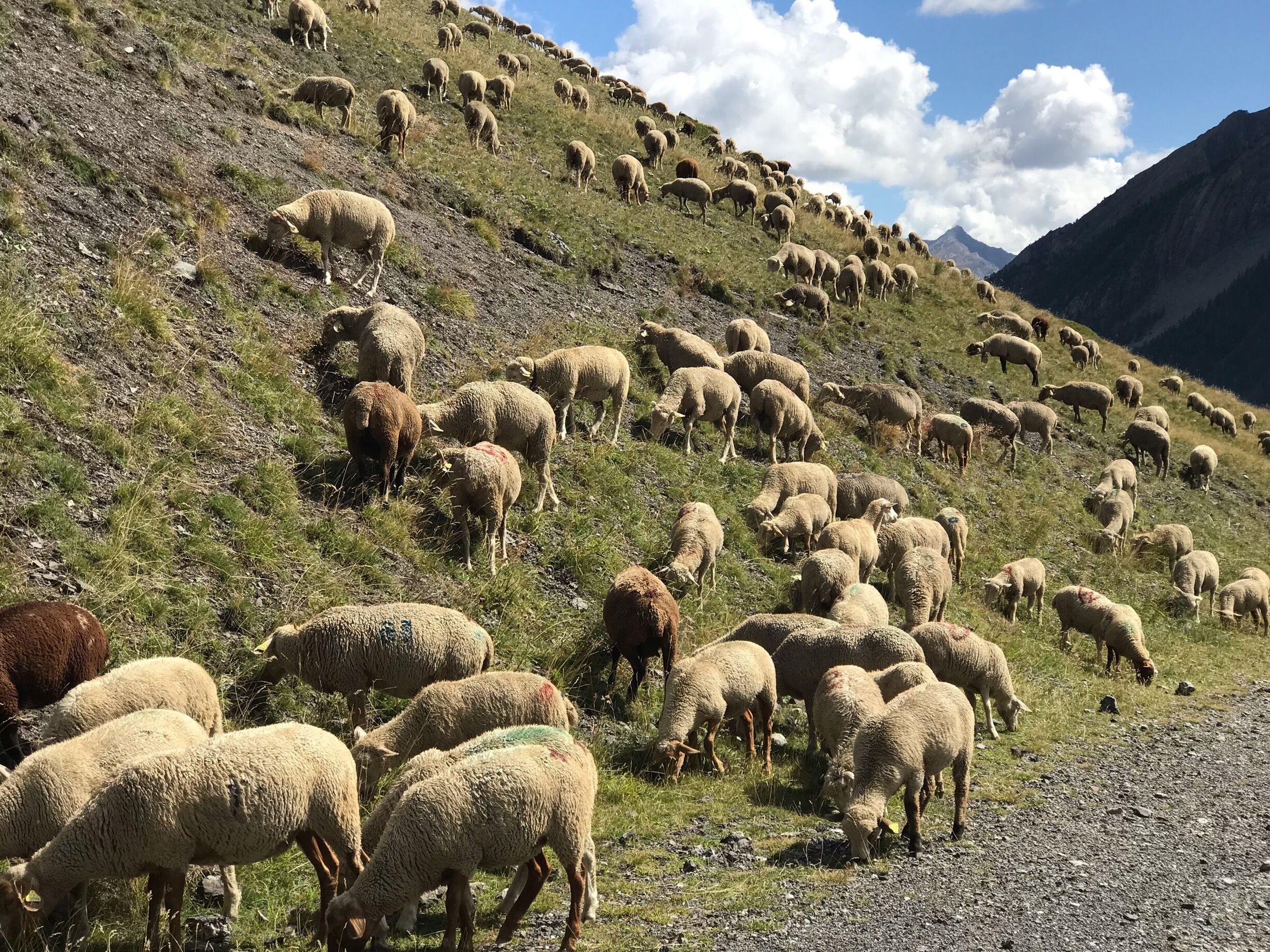 We were coming up a hill and started hearing bells and “Behhhsss.”  This photo was taken in Saint-Paul-sur Ubaye. #nofilter #shotonaniphone #greatoutdoors