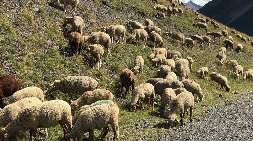 We were coming up a hill and started hearing bells and âBehhhsss.â This photo was taken in Saint-Paul-sur Ubaye. #nofilter #shotonaniphone #greatoutdoors