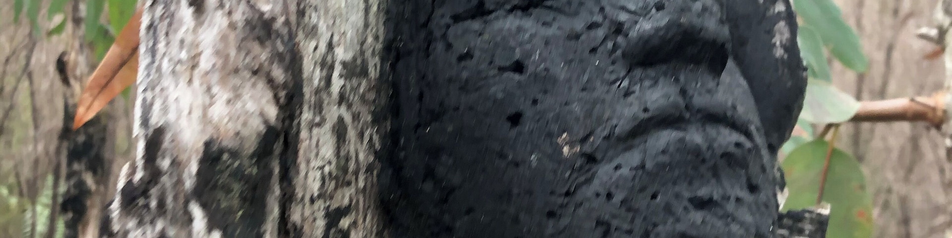 Art meets native bush in Northcliffe, a tribute to people affected by bushfires in 2015, 40 images carved into the trees #mybackyard