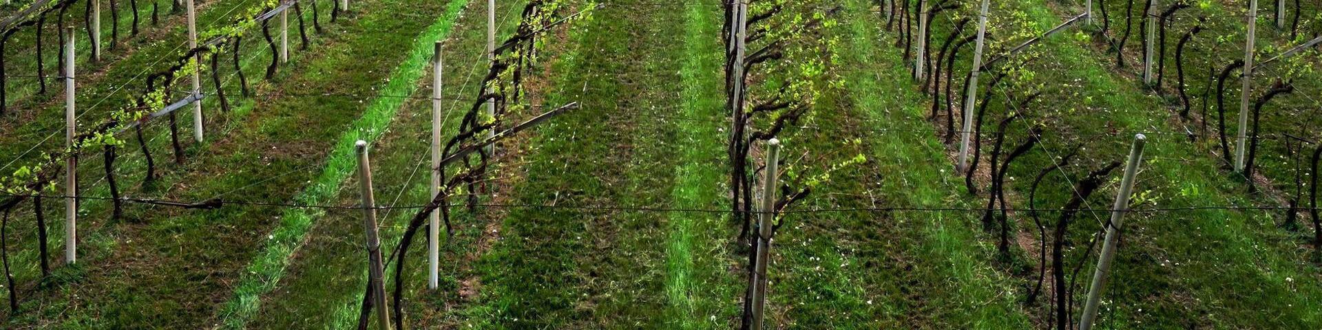 Perspective on next fall's grape harvest