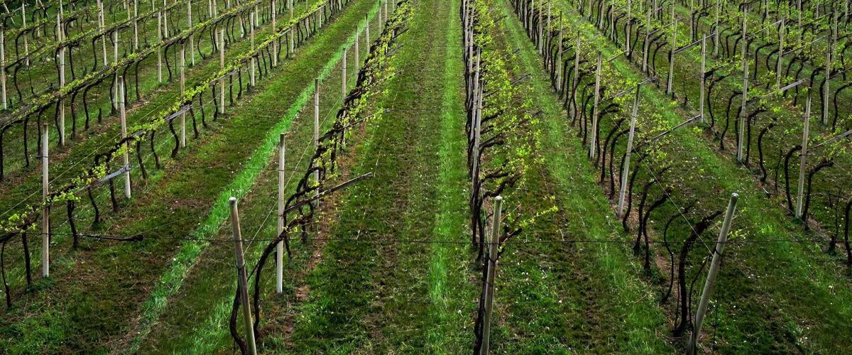 A vineyard with rows of grapevines in front of a rocky cliff.
