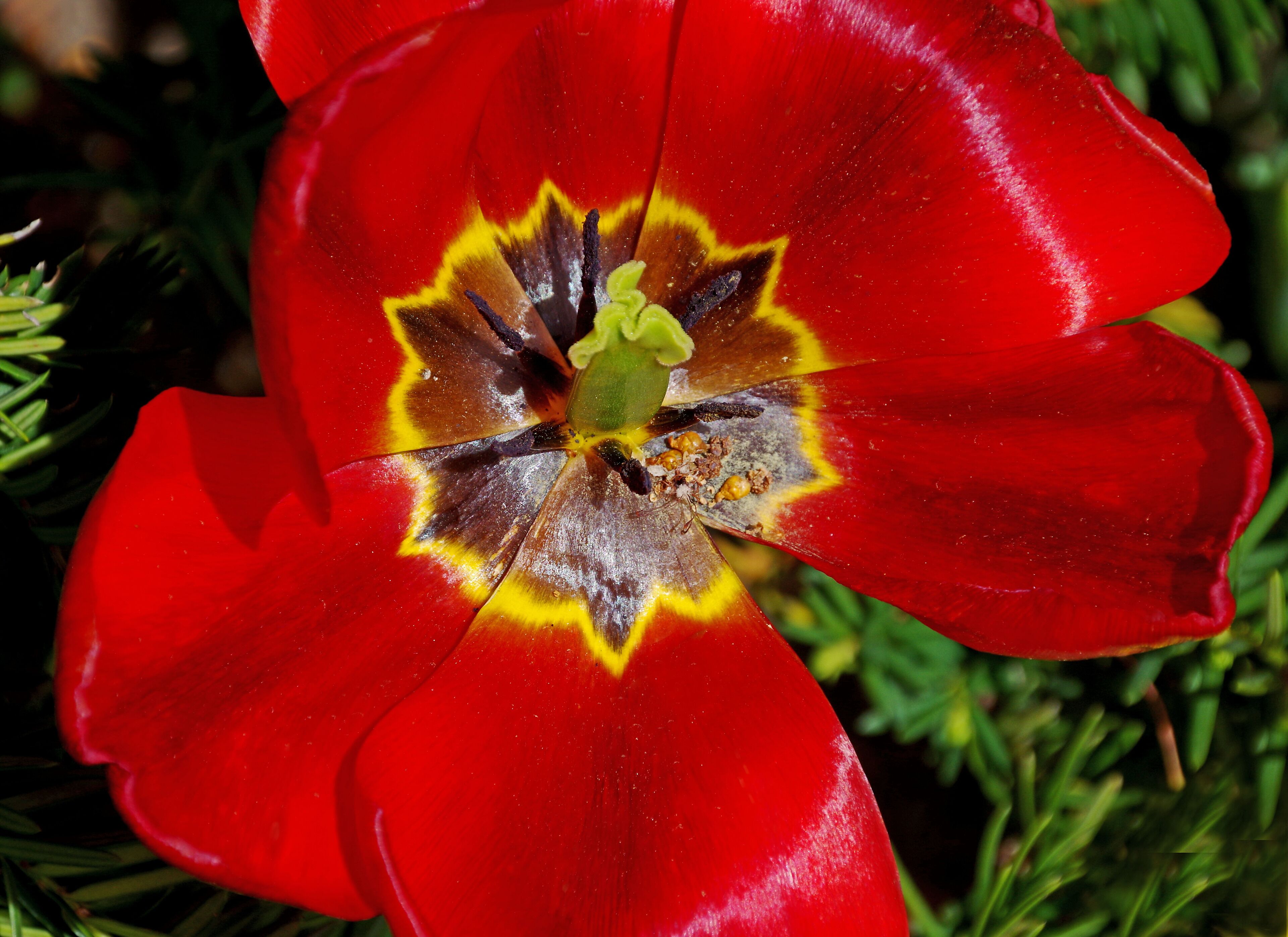 Beautiful little pocket garden tucked in an upscale neighborhood. Open to the public. Free.