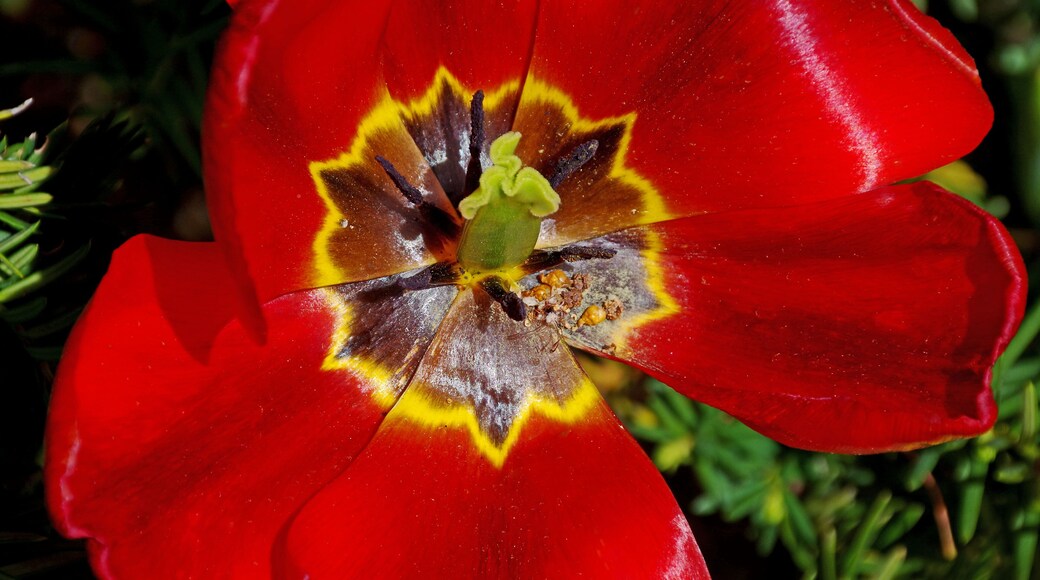 Beautiful little pocket garden tucked in an upscale neighborhood. Open to the public. Free.